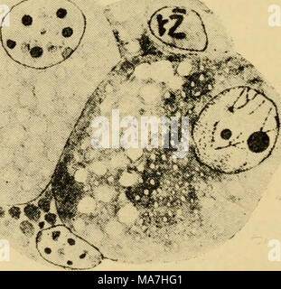 . Les œufs des mammifères . Fig. Plaque 6 IV. Différentes étapes dans le développement de l'ovule mature. (À partir des archives de Biologie.) Fig. 1, première fusée maturation-cobaye. Fig. 2, Binucleated ovum, chro- mosomes orientée pour la métaphase de la mitose-un cobaye. Fig. 3, Binucleated avec la maturation de l'ovule a formé les fusées-souris. Fig. 4- cytoplasme multinucléé, souris. Fig. 5 et 6, uninucléées typique fendues ovocytes. Fig. Montre 6- deuto extrusions plasmique-cobaye. 58 Banque D'Images