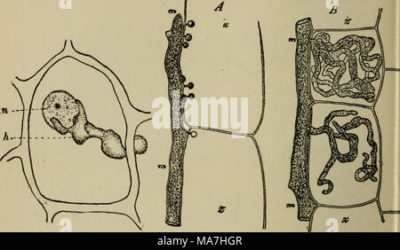 . Botanique élémentaire . Fig. 427. Cellule de feuille d'œillet, montrant de l'haustorium mycélium rouille saisir le noyau de l'hôte, h, haustori- um ; n, noyau de l'hôte. Fig. 428. Le mycélium intercellulaire avec haustéries pénétrer dans les cellules. A, de Cystopus candidus (rouille blanche) ; /&gt ;, de Peronospora calotheca. (De Bary.) d'autres champignons parasites les filets du mycélium pénètre eux-mêmes les cellules de l'hôte, alors que dans d'autres cours de mycélium seulement entre les cellules de l'hôte (champignon de feuille de pêcher-curl par exemple) et dérive de matières alimentaires le protoplasme ou cellule-sap de l'hos Banque D'Images
