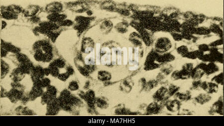 . Les œufs des mammifères . Fig. 3. Un ovule de l'étape 4 (voir le texte) à l'aide de la souris. Remarque Toutes les couche de cellules folliculaires. (À partir de l'American Journal of Anato7ny.) chez les rongeurs, toutefois, ces prophases méiotique typique n'ont jamais été décrits. Ici les observations de Swezy (1929a) et aussi d'Evans et Swezy (1931), sont très à propos et, semble-t-il, résoudre le mystère. Swezy trouvés le stades de la méiose classique dans les ovocytes des embryons de rat et de jeunes rats jusqu'à cinq jours après la naissance (Tôles I, fig. 1-5), mais elle a noté la dégénérescence définitive de tous ces ovules par l'loth jour après l'accouchement. Par le 10e d Banque D'Images