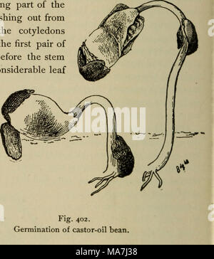 . Botanique élémentaire . Fig. 402. La germination de ricin bean. Ils sont progressivement séparés et viennent de se tenir dehors presque dans une position horizontale. Fig. 401 montre les différentes positions, et nous voyons que le même pro- vision pour la protection des feuilles n'est accordée que dans le cas du PEA. Comme les cotylédons sont exposés à la lumière d'assumer une couleur verte. Certains des aliments stockés dans eux va pour nourrir l'embryon au cours de germina- tion et, par conséquent, ils deviennent plus petits, se ratatiner quelque peu, et à l'automne dernier. 585. Le ricin bean.-Ce n'est pas un vrai bean puisqu'il appartient à un Ver Banque D'Images