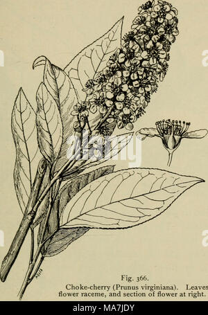 . Botanique élémentaire . Fig. 366. Choke-cherry (Prunus virginiana). Les feuilles, les grappes de fleurs, et l'article de fleur à droite. formule est donc Ca5, Co5, A10-5-5 ou IO-IO-5&gt;GI-5. Les carpelles Banque D'Images