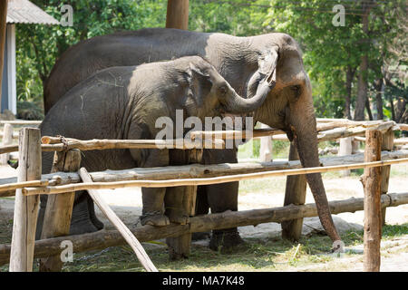 LAMPANG, THAÏLANDE - 15 Avril 2016 : Elephant Show quotidien et la formation à la Thai Elephant Conservation Center (TECC), Mahouts montrent comment former elep Banque D'Images