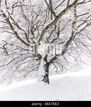 Sous les branches du vieux chêne arbre couvert de neige à la Presolana pass. Angolo Terme, Vallée Seriana, province de Bergame, Lombardie, Italie. Banque D'Images