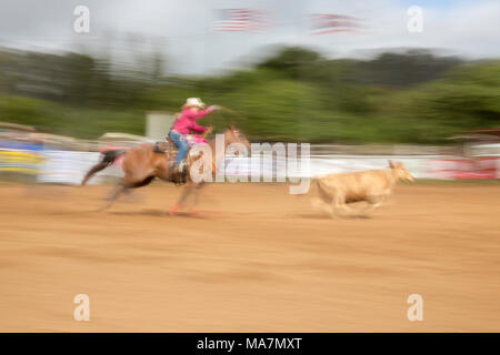 Cette image floue d'un rodeo bull apporte à un mouvement roper photographie au Makawao 4 juillet Rodeo, Arena, Riz Oskie Makawao, Hawaii, USA. Banque D'Images