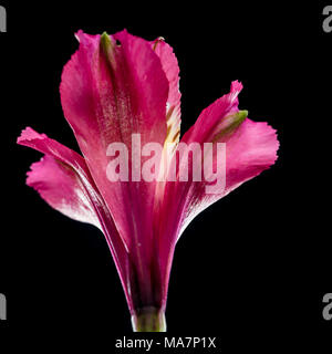 Un plan macro sur une fleur alstroemeria isolé sur un fond noir. Banque D'Images