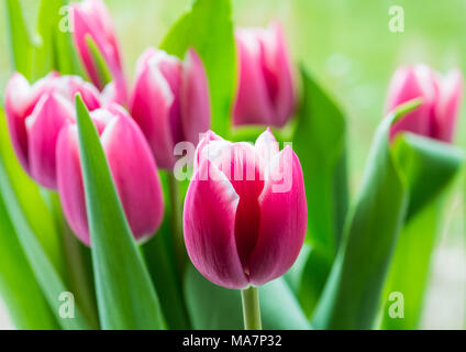 Un plan macro sur certaines fleurs tulipe rouge. Banque D'Images