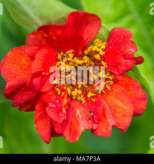 Un plan macro sur une fleur rouge geum. Banque D'Images