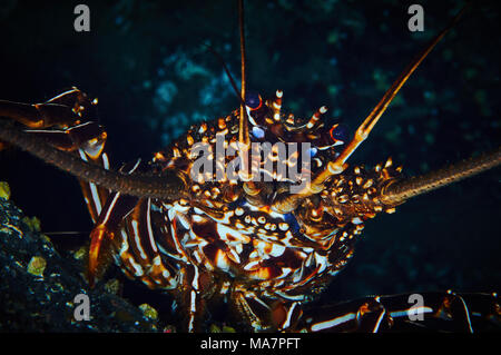 Brown (langouste Panulirus echinatus) portrait à Mar de las Calmas Marine Reserve (El Hierro, Îles Canaries, Espagne) Banque D'Images