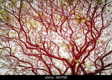 Grand arbre vert avec la branche agrandir Banque D'Images