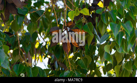 Arbre bouteille gousse à Chypre Banque D'Images