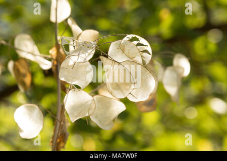Lunaria Fleurs sèches Banque D'Images