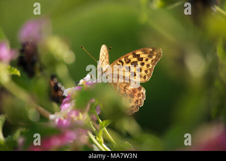 Melitaea didyma sur Fleur de Lantana Banque D'Images