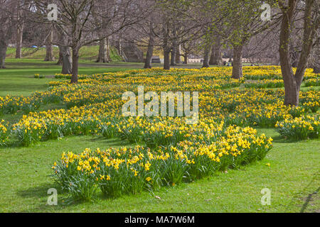 Un écran de jonquilles dans le St James's Park, à la fin de mars Banque D'Images