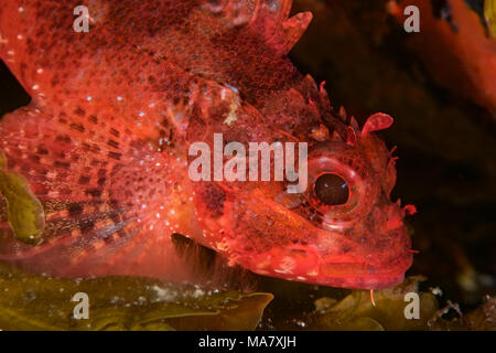 Sébaste (Scorpaena maderensis Madère) portrait à Mar de las Calmas Marine Reserve (El Hierro, Îles Canaries, Espagne) Banque D'Images