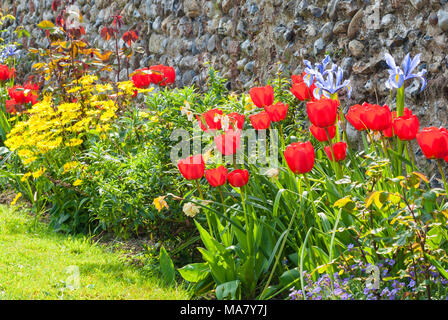 Printemps fleurs formant une bordure le long de la pelouse à côté d'un mur en silex à Norfolk, en Angleterre. 21 avril 2007 Banque D'Images