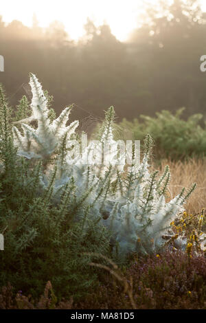 Des toiles d'araignée à l'aube dans des buissons de gorse sur le bord de la forêt, Dorset Angleterre Royaume-Uni GB Banque D'Images