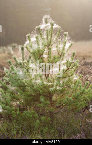 Araignée à l'aube dans un jeune pin sylvestre, Pinus sylvestris, en bordure de forêt, Dorset England UK GO Banque D'Images