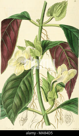 . Edwards' botanical register, ou jardin de fleurs ornementales, et le bosquet .. . Banque D'Images