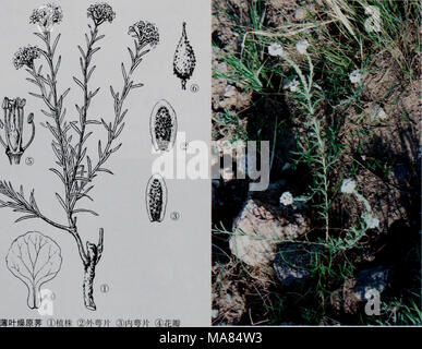 . E er duo si zhi wu zhi . Éèä éèÂ 3)'®ç è-§æ ç¥åè èå¶èåå.9±Raphanus L. ä'å¹'çaeäºå¹ çèae¬ï¼ae «aeè¯æ'"åç¡¯ãae ¹å¬æ''¨¶ãå èè' å¤§å¤¶aeç¾½ç Ç¾½è'åè££ãae«¶åº ç è±é¡¶çï¼è±åå"¶¿ è¼çç é;'ç"ï¼è Ç½è²ãç'±ç£"è²aeç²çº è²ï¼å Èçº¹å¦'¢é¿çªï¼éèç ·¦«¿§aeå çãé è æ±å½¢ï¼ä ï¼èè ²ç¶ç'¨» ï¼ä Ï¼é¡'å¼è£ç"¶¯å ·é¿§å å ç;-çå½ Ï¼ae¿ ã¢ç éå°å¤¯æ æ1ç§ã 1.èå Raphanus sativns L. Å"åè±è Banque D'Images