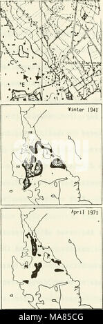 . Dans la zostère Buzzards Bay : distributation, la production, et les changements historiques dans l'abondance . Banque D'Images