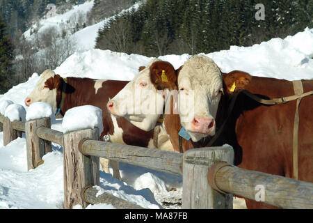 Neige 40 Simmenthal Banque D'Images