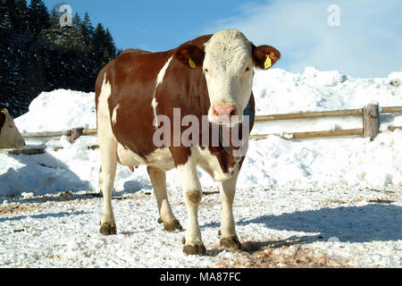 Neige 42 Simmenthal Banque D'Images