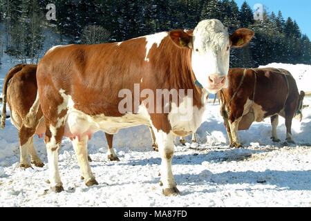 Neige 43 Simmenthal Banque D'Images