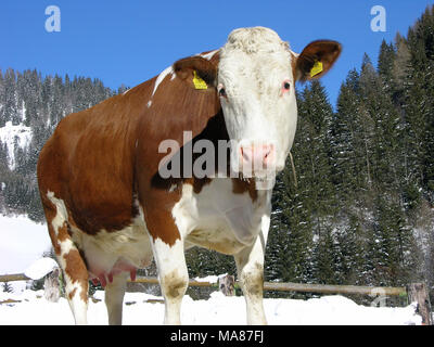 Neige 56 Simmenthal Banque D'Images