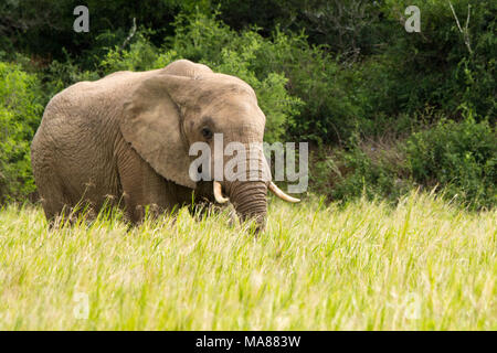 Les troupeaux d'éléphants dans le parc national des éléphants d'Addo, Afrique du Sud Banque D'Images