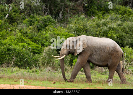 Les troupeaux d'éléphants dans le parc national des éléphants d'Addo, Afrique du Sud Banque D'Images