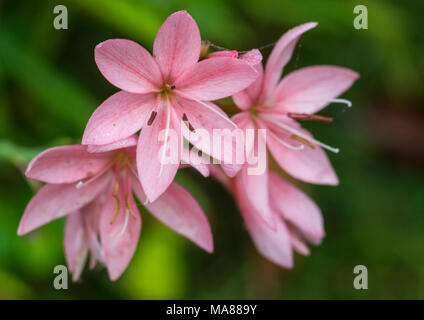 Un plan macro sur une grappe de fleurs lys rose. Banque D'Images