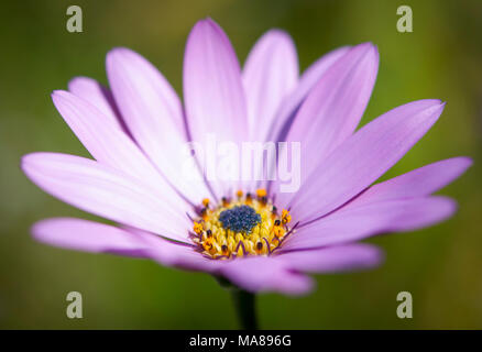 Osteospermum violet pâle fleur dans le soleil d'été. Banque D'Images