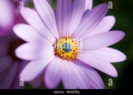Osteospermum violet pâle fleur dans le soleil d'été. Banque D'Images