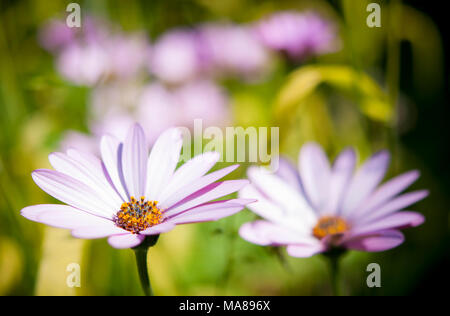Osteospermum violet pâle fleur dans le soleil d'été. Banque D'Images
