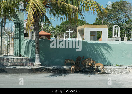 Les chiens de la rue en face d'un mur du cimetière dans Progreso, Mexique Banque D'Images