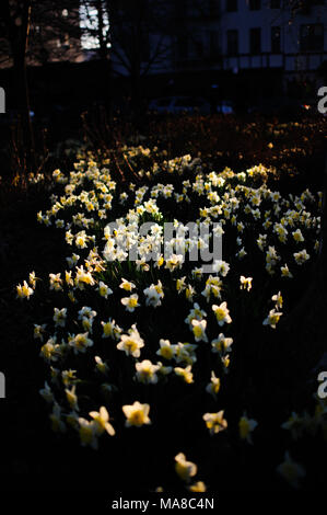 Les rayons du soleil frappent un lit de la fleur floraison des jonquilles au coucher du soleil, à Monseigneur McGolrick Park à Greenpoint, Brooklyn, New York, avril 2013. Banque D'Images