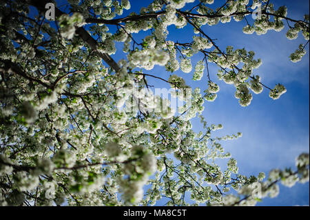 Fleurs blanches sur un pommier en fleurs vu contre le ciel bleu au printemps, à Brooklyn, New York, avril 2013. Banque D'Images