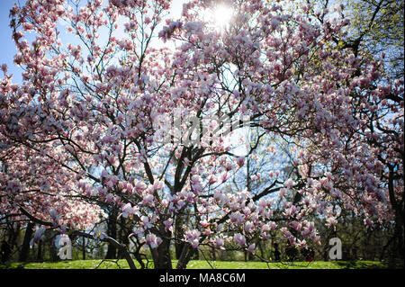 La lumière du soleil filtre à travers les fleurs sur un magnolia au printemps, à Prospect Park, à Brooklyn, New York, avril 2013. Banque D'Images