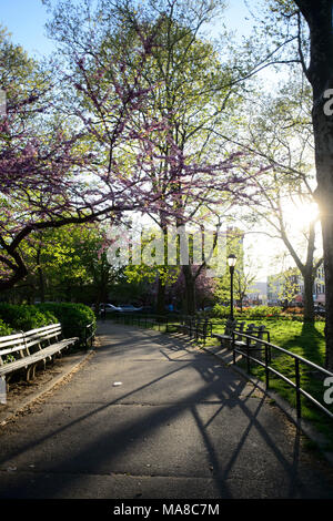 Une ligne de bancs sous un chemin de l'arbre en fleurs - lishui pendant le coucher du soleil à Monseigneur McGolrick Park à Brooklyn, New York, en mai 2017 Banque D'Images