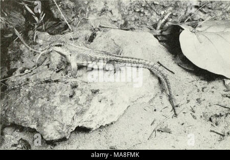 . L'impact écologique de l'homme sur l'herpétofaune de la Floride du sud . La figure 27. Red-Sided le lézard Curly (Leiocephalus schreibersi). (LP) a déclaré que la population était n'existe plus, mais le roi et Krak- Auer (1966) ont indiqué que le lézard avait été vu près de l'aquarium à Mallory Square à l'extrémité ouest de l'île. Nous avons un spécimen récolté en Stock Island en 1977, et l'amour (1978) a récemment indiqué la collecte d'un échantillon dans un lot vacant à Key West. Sphaerodactylus elegans. Â SQ']nQ:gtr (1922) a été le premier à re- cord le cendré gecko (Fig. 29) de Key West. Duellman et le Schwa Banque D'Images