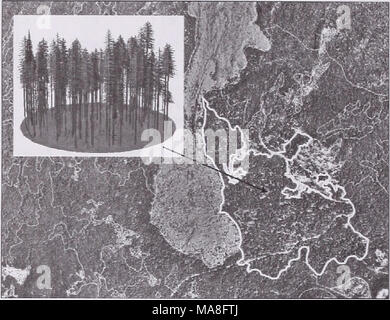 . L'évaluation financière et écologique de la gestion des réserves en fin de succession . Figure 4 - données de terrain décrite à l'aide prévus patch la végétation de la forêt modèle de simulateur de caractériser les types de peuplement. Banque D'Images