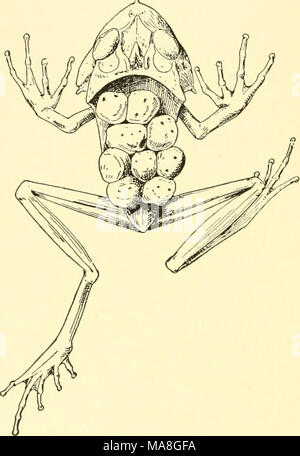 . Géographie animale écologique ; une édition autorisée, réécrite en fonction de Tiergeographie ockologischer auf Grundlage . Fig. 118.-femelle de l'Américain Cerathyla tropical grenouille bubalus, transportant des oeufs attachés à son dos. Après l'éclosion. Boulenger. Les grenouilles du genre Eleutherodactylus, avec quelques centaines d'espèces d'Amérique tropicale, colle leurs gros oeufs à une feuille, placez-les à l'aisselle des feuilles, ou les dissimuler sous les pierres. Les jeunes passent par une métamorphose réduit dans l'oeuf et éclosent en forme adulte. D'autres encore portent leurs œufs sur jusqu'à ce que les jeunes apparaissent comme les adultes (Fig. 118).40 Ma Banque D'Images