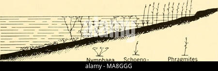 . Géographie animale écologique ; une édition autorisée, réécrite en fonction de Tiergeographie ockologischer auf Grundlage . Chara Najas Nymphæa Phragmites Schoeno- t i - Cerato phyllum plectus FIGt 94-Schéma d'un type de croissance des plantes au bord d'un lac. Après Brutschy. Potamogeton Myrio- phyllum lilies {Nymphaea, Ceratophyllum, Myriophyllum), avec des feuilles flottantes ; et enfin une zone de plantes submergées, Elodea, Isoetes, et Chara (Fig. 94). Le plus doux, la pente de la rive, l'ensemble de ces zones sont trouvés à être. Dans les endroits où les vagues entraîné par les vents dominants briser à nouveau fortement Banque D'Images
