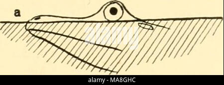 . Géographie animale écologique ; une édition autorisée, réécrite en fonction de Tiergeographie ockologischer auf Grundlage . est toutefois impossible sans dommages à l'organisme (cf. p. 34 f.). Nous savons que la formation de gélatine dans quelques cas seulement en eau douce- ani mals, et seulement dans ces parties du corps sans vie sont étendues, par exemple, le manteau de la puce d'eau Holopedium (Fig. 79) et quelques rotifères (Fig. 80). L'augmentation de surface au moyen de fils comme pseudo- podia, telles que servir de sida à foraminifères et radiolaires existent en flottant dans l'océan, bien qu'il est constaté que dans les Heliozoa, Norm Banque D'Images