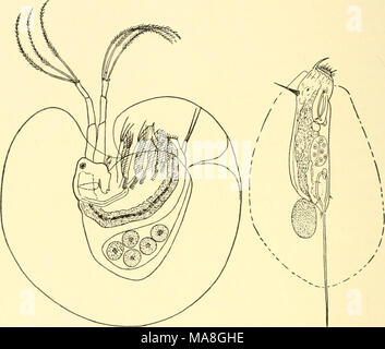 . Géographie animale écologique ; une édition autorisée, réécrite en fonction de Tiergeographie ockologischer auf Grundlage . Fig. 79 Fig. 80 Fig. 79.-Holopedium gibberum. X 14. Après Frédéric et Vavra. Fig. 80.-Mastigocerca setifera gélatineux dans son cas. X 130. Après Lauterborn. mélangé avec le plancton à l'aide de l'action des vagues, des eaux peu profondes. Le caractère de l'eau douce est en outre du plancton considérablement influencée par le fait que la taille de ses animaux est beaucoup moins que dans l'océan. Ces grandes formes comme siphonophores, cténophores, heteropods arrowworms, ptéropodes, et ne sont pas connus à l'ef Banque D'Images