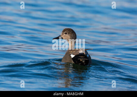 Le canard chipeau mâle naturelle (Anas strepera) Nager dans l'eau bleue en soleil Banque D'Images