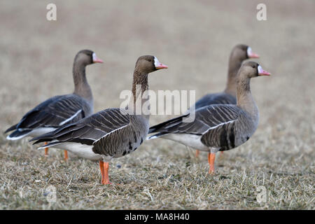 Des Oies rieuses / Blaessgaense ( Anser albifrons ), l''hiver arctique, debout sur un champ moissonné , regardant attentivement, de la faune, de l'Europe. Banque D'Images