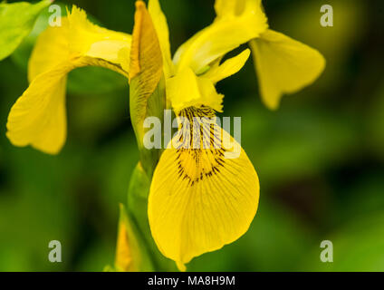 Un plan macro sur un drapeau jaune iris. Banque D'Images