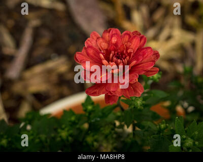 Belle fleur de chysanthemum en fleur Banque D'Images