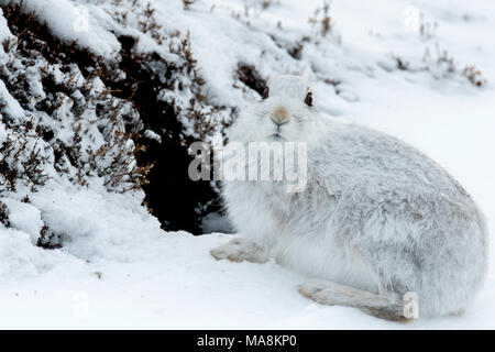 Close-up du Lièvre variable (Lepus timidus) sur une colline couverte de neige dans les Highlands écossais, mars 2018 Banque D'Images